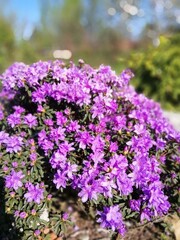 very beautiful round Bush of Rhododendron Azurika with blooming purple flowers in the garden with other flowering spring plants. desktop Wallpaper