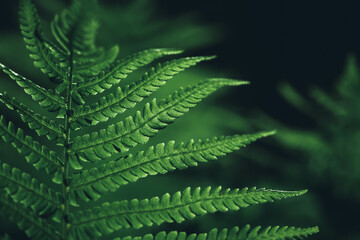 Fototapeta na wymiar Fern leaf background. Close-up view of beautiful fern plant pattern on black background