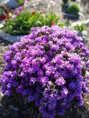 Obraz premium very beautiful round Bush of Rhododendron Azurika with blooming purple flowers in the garden with other flowering spring plants. desktop Wallpaper