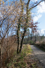 Blühender Haselnuss Strauch im Februar