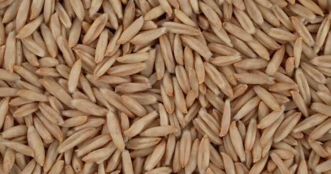 Top view of dehulled oat grains rotating. Closeup. Macro.