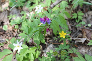 The first spring early wildflowers, Easter, a celebration of spring
