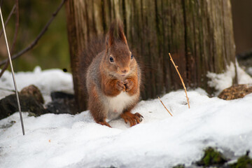Naklejka na ściany i meble European red squirrel collects sunflower seeds in the snow
