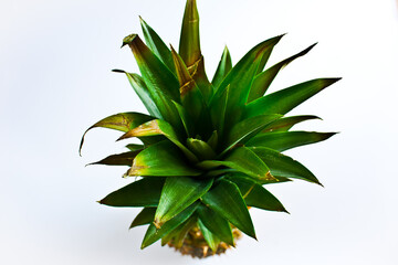 Ananas su sfondo bianco.