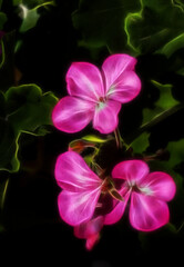bright pink glowing floral fantasy against a natural dark foliage background