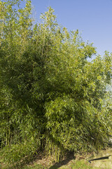 Haie de bambous	