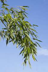 Rameau de bambou