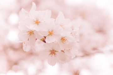 逆光の満開の桜のアップ