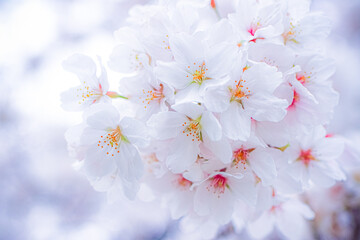 逆光の満開の桜の花部分のアップ