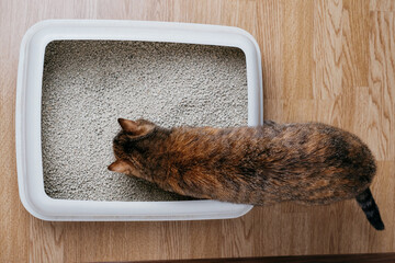 Domestic cat sniffs bulk litter in a plastic box. Top view. - 488409626