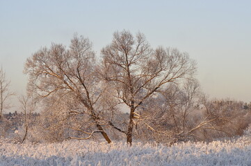 Frozen tree