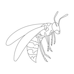 Wasp vector outline icon. Vector illustration insect wasp on white background. Isolated outline illustration icon of insect hornet.