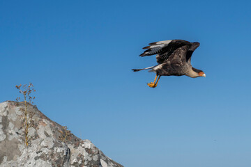 A Southern Crested Caracara takes off from a rock.