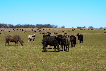 cows in a field