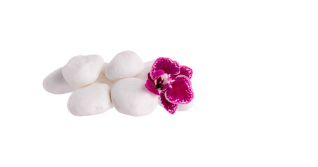 White stones on white background and orchid flower isolated on white background