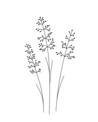 Cane doodle flower. Black and white with line art. Hand Drawn Botanical Illustration