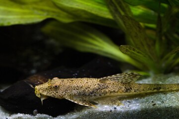 Dorosła samica zbrojnika kolumbojskiego (Loricaria filamentosa)