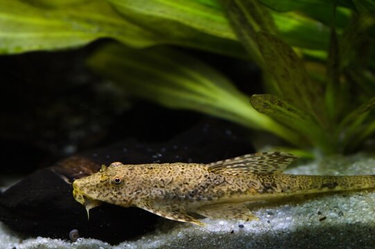 Dorosła samica zbrojnika kolumbojskiego (Loricaria filamentosa)
