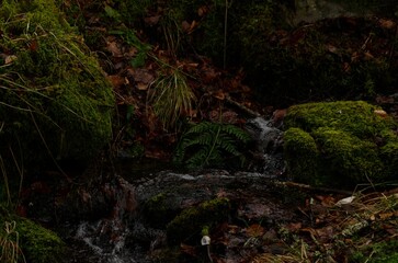 Fototapeta premium Little stream of water in moody dark forest