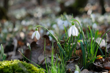 Flowers of a snowdrop or common snowdrop (Galanthus nivalis). Spring flowers snowdrops. Snowdrops bloom in the wild forest in spring.