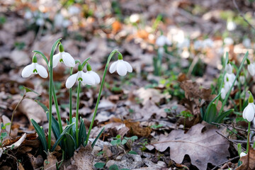 Flowers of a snowdrop or common snowdrop (Galanthus nivalis). Spring flowers snowdrops. Snowdrops bloom in the wild forest in spring.