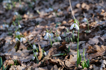 Flowers of a snowdrop or common snowdrop (Galanthus nivalis). Spring flowers snowdrops. Snowdrops bloom in the wild forest in spring.