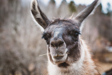 Fototapeta premium Lama