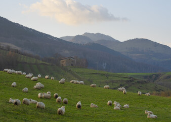 Fototapeta na wymiar Sheep at dawn in Hernani, Euskadi