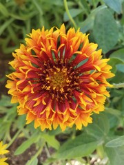 Yellow and red flowers, Indian blanket flower, single flower, Chrysanthemums flower