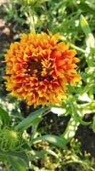 Yellow and red flowers, Indian blanket flower