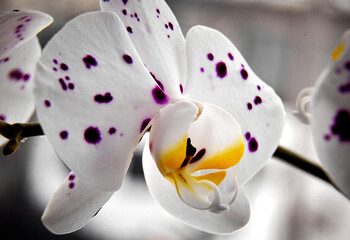 White orchid flower close-up with blur.