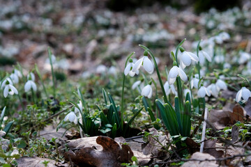 Flowers of a snowdrop or common snowdrop (Galanthus nivalis). Spring flowers snowdrops. Snowdrops bloom in the wild forest in spring.