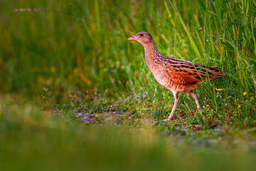 The corn crake, corncrake or landrail, Crex crex is a bird in the rail family