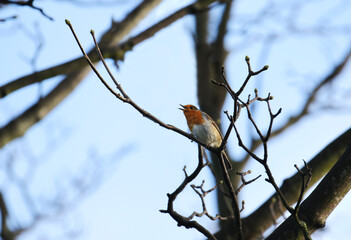 Robin bird singing with beak open while perched on tree branch during winter. Songbird 