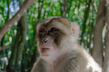Barbary macaque 