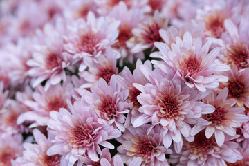 A pink Chrysanthemum soft focus. Close up of chrysanthemum flowers. Flower head. Bouquet of pink autumn Chrysanthemum. Spring flowers. Top view. Texture and background. Floral background. Postcard