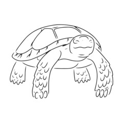Turtle vector icon.Outline vector icon isolated on white background turtle.