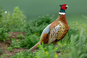 Close-up of a colourful male, ring-necked pheasant in Springtime.  Facing right in natural farmland habitat.  Scientific name: Phasianus colchicus.  Horizontal.  Copy space.