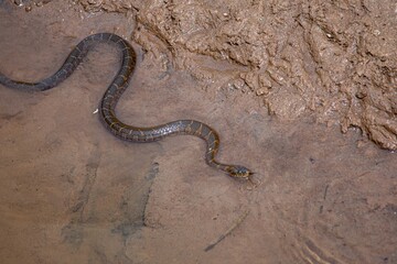 snake on the ground