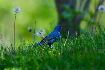 blue bird on a green grass