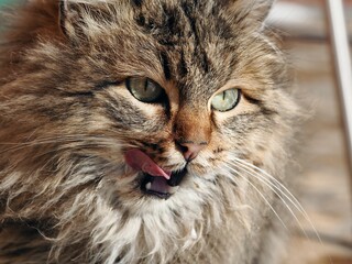 Naklejka na ściany i meble Street country fluffy cat licks its lips after eating. Close up.