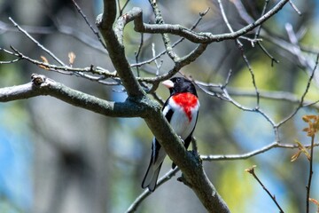 robin on a branch