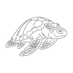 Turtle vector icon.Outline vector icon isolated on white background turtle.