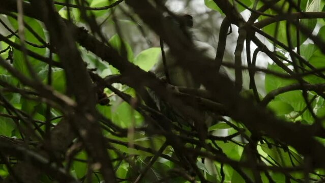 Red Colobus monkey high up on the tree branch