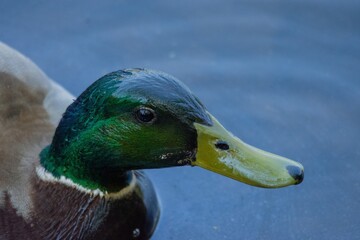 duck
