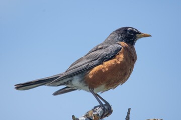 robin on a branch