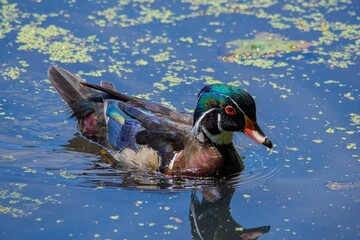 duck on a lake
