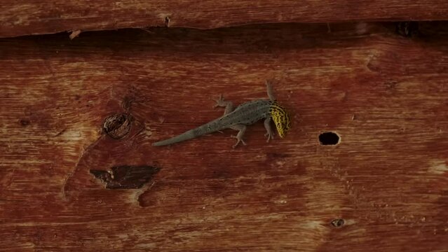 Close up of gecko on a palm tree