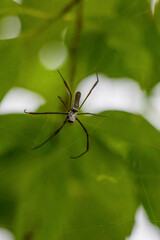 A golden silk orb-weaver or golden silk spider or banana spider making webs. Species Trichonephila clavipes formerly known as Nephila clavipes. Animal life. Wildlife.