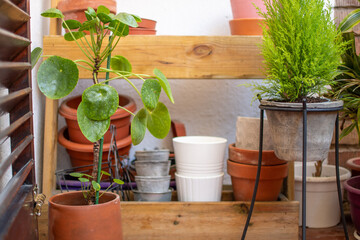 Pilea plant. Various types of pots ready to use. Time to prepare the balcony for spring. Urban garden.